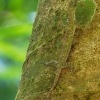 Dracek - Draco taeniopterus - Barred gliding lizard o1503